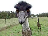 В ЮАР из-за птичьего гриппа убьют 30 тысяч страусов