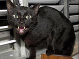 Агрессивная кошка заставила экипаж самолета совершить вынужденную посадку в Брюсселе Агрессивная кошка заставила экипаж самолета совершить вынужденную посадку в Брюсселе
