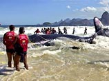 Третий день идет борьба за жизнь кита-кашалота, который выбросился на пляж неподалеку от Рио-де-Жанейро