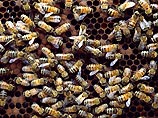 Как выяснилось позднее, небольшой на вид улей на стене жилого дома в городе Санта Анна в южной Калифорнии на самом деле был гигантской пчелиной колонией. Вес улья составил более 277 килограммов