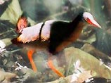 На Филиппинах обнаружен неизвестный науке вид нелетающих птиц с ярко-красным клювом и темным оперением