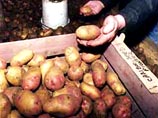 Новгородский крестьянин поставил памятник картошке Новгородский крестьянин поставил памятник картошке
