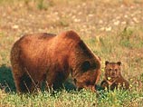Медведица с медвежонком вызвали переполох, появившись в детском туристическом лагере "Данко", разбитом на берегу озера Айруп на юго-востоке Сахалина