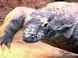 Самая большая хищная ящерица в мире не смогла преодолеть стену отчуждения, отделявшую ее от любимого