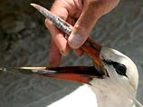 В Израиле 150 аистов погибли, приземлившись в водоем с отработанными химикатами В Израиле 150 аистов погибли, приземлившись в водоем с отработанными химикатами