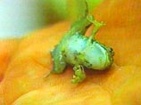 В США девочка нашла лягушку с 5 лапами и 23 пальцами