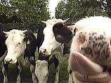 В Карелии состоялся парад коров