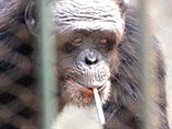 Сексуально неудовлетворенная обезьяна в Китае закурила от расстройства (ФОТО)
