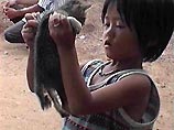 Легковерных камбоджийцев обманывают котенком, рожденным собакой от тигра