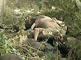 Боевики уже во время захвата добивали раненых заложников Боевики уже во время захвата добивали раненых заложников