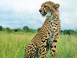 Из музея Казанского Государственного университета (КГУ) похищено чучело леопарда