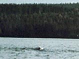 В Швеции разрешили охоту на легендарное чудовище озера Стурше