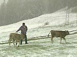 На юге Грузии неожиданно выпал снег