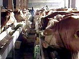 Россия закупит в Баварии 10 тыс. тонн говядины