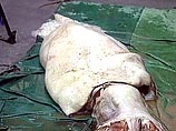 Сегодня австралийские рыбаки поймали гигантского кальмара. Длина его щупалец достигает 12 м, а весит он 250 кг