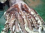Спруты являются одними из самых скрытных животных на планете. Люди редко видят их живыми в океане Спруты являются одними из самых скрытных животных на планете. Люди редко видят их живыми в океане