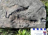 На территории провинции Британская Колумбия, на тихоокеанском побережье Канады обнаружены следы динозавров