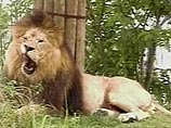 В Мозамбике убит лев-каннибал, съевший 14 человек