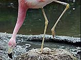 В Британском заповеднике одинокий фламинго принял камень за яйцо и пытается высидеть его