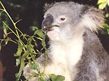 Медведям будут имплантированы контрацептивы. Имплантанты не позволят коалам размножаться ближайшие 6 лет. Этой процедуре в течение 10 недель будут подвергнуты 2 000 коал в национальном парке в штате Виктория