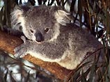 Прожорливым австралийским коалам раздадут противозачаточные средства     