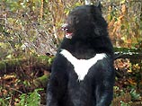 В Южную Корею прибыли шесть "осиротевших" медвежат из России