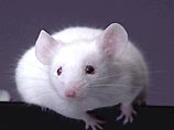 Японские ученые научились блокировать распространение раковых клеток у мышей