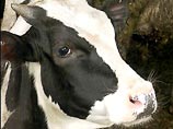 Первая клонированная корова в Бразилии родила теленка Первая клонированная корова в Бразилии родила теленка