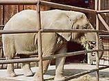 Слоны, они ведь такие же, как и люди: если их и так кормят, то двигаться им совершенно не хочется", - говорит директор зоопарка - Текс Эдвардс