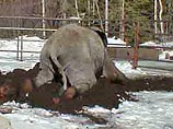 В зоопарке на Аляске появится первая в мире беговая дорожка для слона