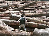 Бразилия занесена в Книгу рекордов Гиннесса как лидер по уничтожению лесов