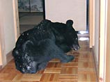 В Японии за два дня медведи семь раз нападали на людей В Японии за два дня медведи семь раз нападали на людей