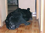 В Японии за два дня медведи семь раз нападали на людей