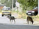 Сколько в Москве живет бродячих собак, никто точно не знает. По данным отдела городской фауны, их количество - 20-30 тысяч. Кинологи предполагают, что популяция бездомных собак - более 100 тысяч особей. Ежегодно жертвами их укусов становятся тысячи москви Сколько в Москве живет бродячих собак, никто точно не знает. По данным отдела городской фауны, их количество - 20-30 тысяч. Кинологи предполагают, что популяция бездомных собак - более 100 тысяч особей. Ежегодно жертвами их укусов становятся тысячи москви