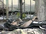 Как показало вскрытие, боевики, напавшие на Беслан, были наркоманами Как показало вскрытие, боевики, напавшие на Беслан, были наркоманами