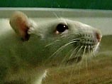 В мексиканской деревне будут выплачивать вознаграждение за каждую убитую крысу