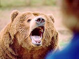 Голодные медведи стали настоящим бедствием Японии Голодные медведи стали настоящим бедствием Японии