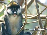  зоопарке Рио-де-Жанейро 12 обезьян погибли от укусов африканских пчел-убийц