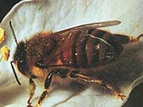 Африканские пчелы-убийцы были завезены в Бразилию около 20 лет назад. Благоприятный климат и отсутствие естественных врагов в природе привели к их резкому размножению в засушливых зонах Бразилии