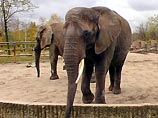 В Индии пьяные слоны убили 3 человек