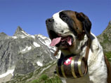 Швейцарские власти просят монастырь Сен-Бернар не продавать всемирно известных собак