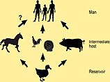 В Юго-Восточной Азии от этого гриппа погибли сотни миллионов птиц, но самое страшное - это то, что вирус попал в популяцию свиней