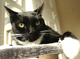 В США создают кошек, шерсть которых не будет вызывать аллергии В США создают кошек, шерсть которых не будет вызывать аллергии