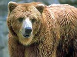 В Пиренеях охотники убили последнюю коренную медведицу по имени Канелла