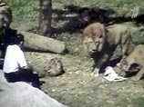 Тайваньское телевидение засняло уникальный несчастный случай: львы в зоопарке Тайбея покусали проповедника, пожелавшего обратить их в христианство
