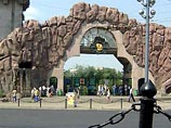 В одном из дворов в центре Москвы на дереве объявился павлин В одном из дворов в центре Москвы на дереве объявился павлин
