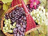 В Италии фермеры устроили бесплатную раздачу винограда, чтобы привлечь внимание к своим пролемам