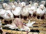 Их тела были разбросаны по всей ферме в радиусе ста метров, в них не было ни единой капли крови, как будто ее высосали. Никаких следов в курятнике и проникновения посторонних через колючую проволоку не было Их тела были разбросаны по всей ферме в радиусе ста метров, в них не было ни единой капли крови, как будто ее высосали. Никаких следов в курятнике и проникновения посторонних через колючую проволоку не было