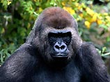 The Times: у горилл маленькие пенисы и яички, потому что у них нет соперников
