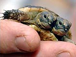 В Великобритании вниманию общественности представлена двухголовая черепаха (ФОТО)